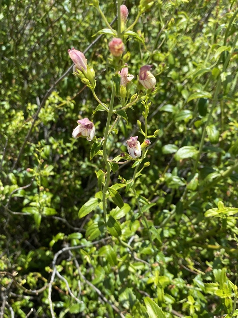 Lemmon's Keckiella photo 7