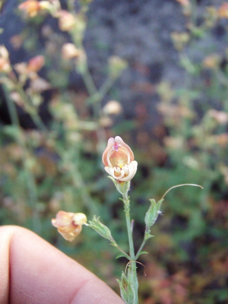 Lemmon's Keckiella photo 8