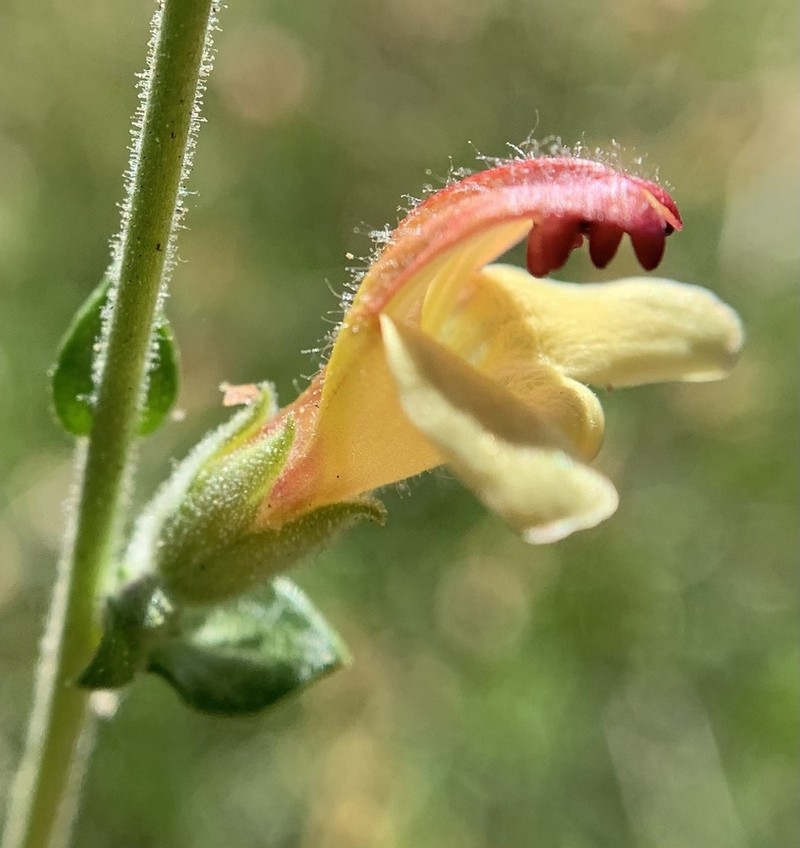 Rothrock's Keckiella photo 3