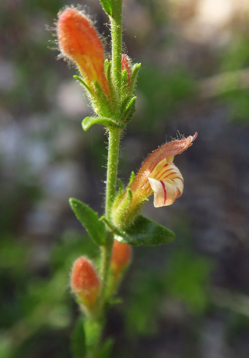 Rothrock's Keckiella photo 5
