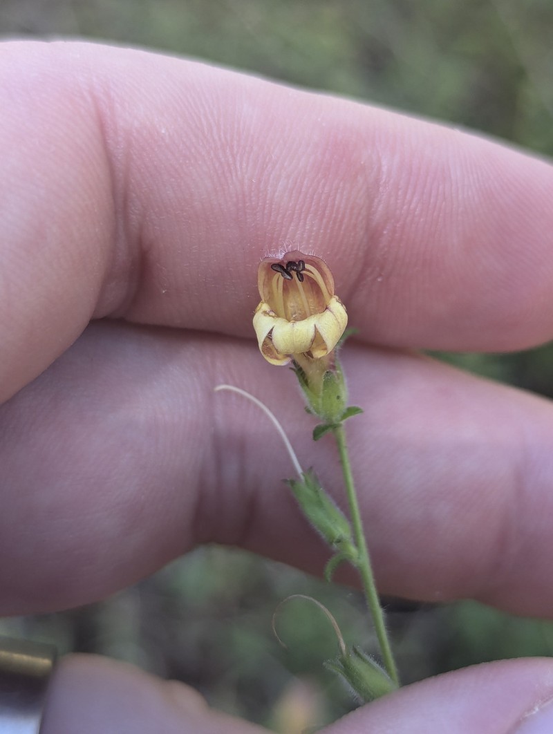 Rothrock's Keckiella photo 8