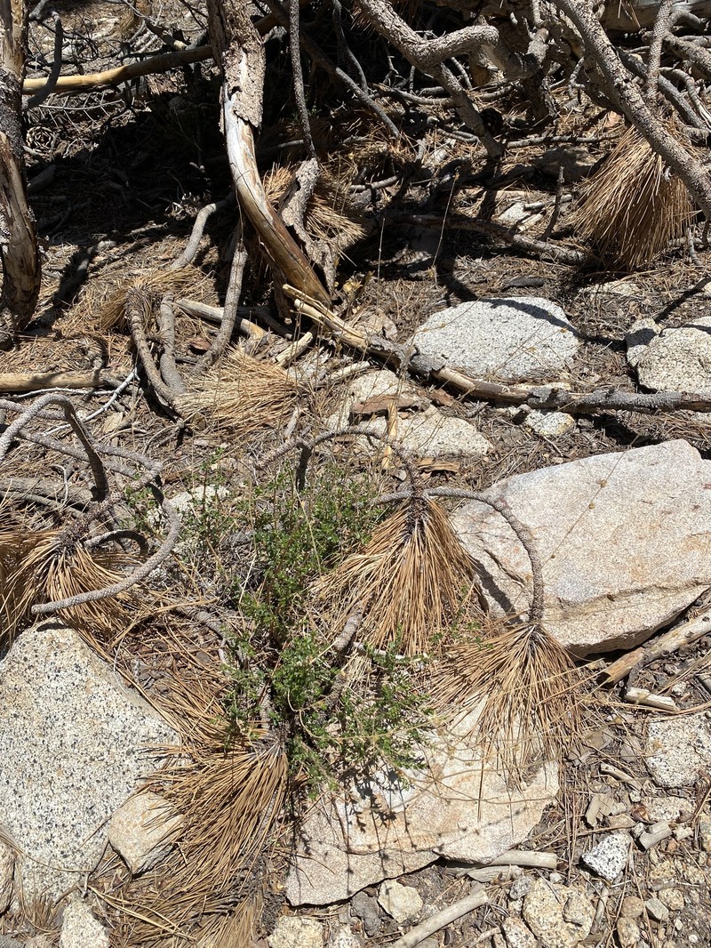 Keckiella rothrockii var. jacintensis
