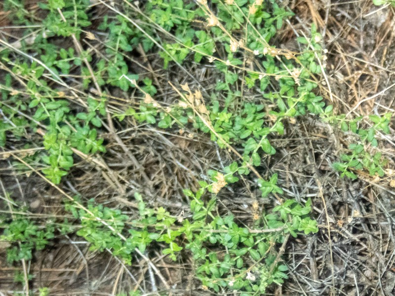 Keckiella rothrockii var. jacintensis photo 2