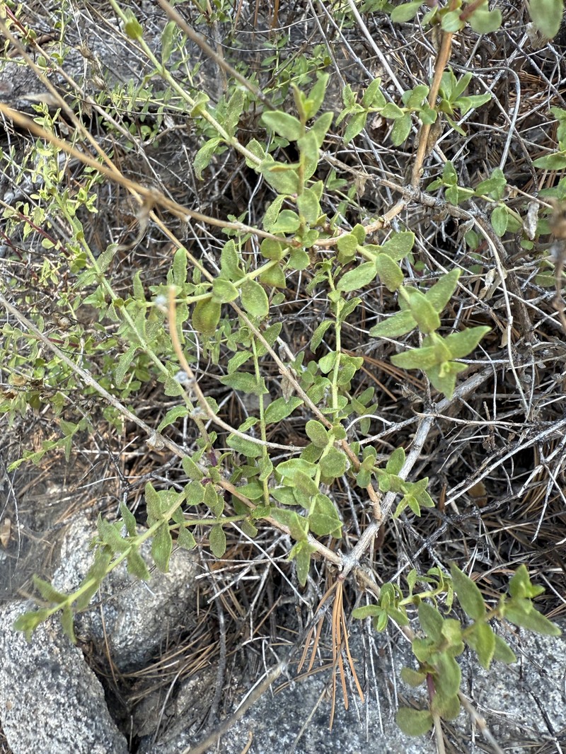 Keckiella rothrockii var. jacintensis photo 3