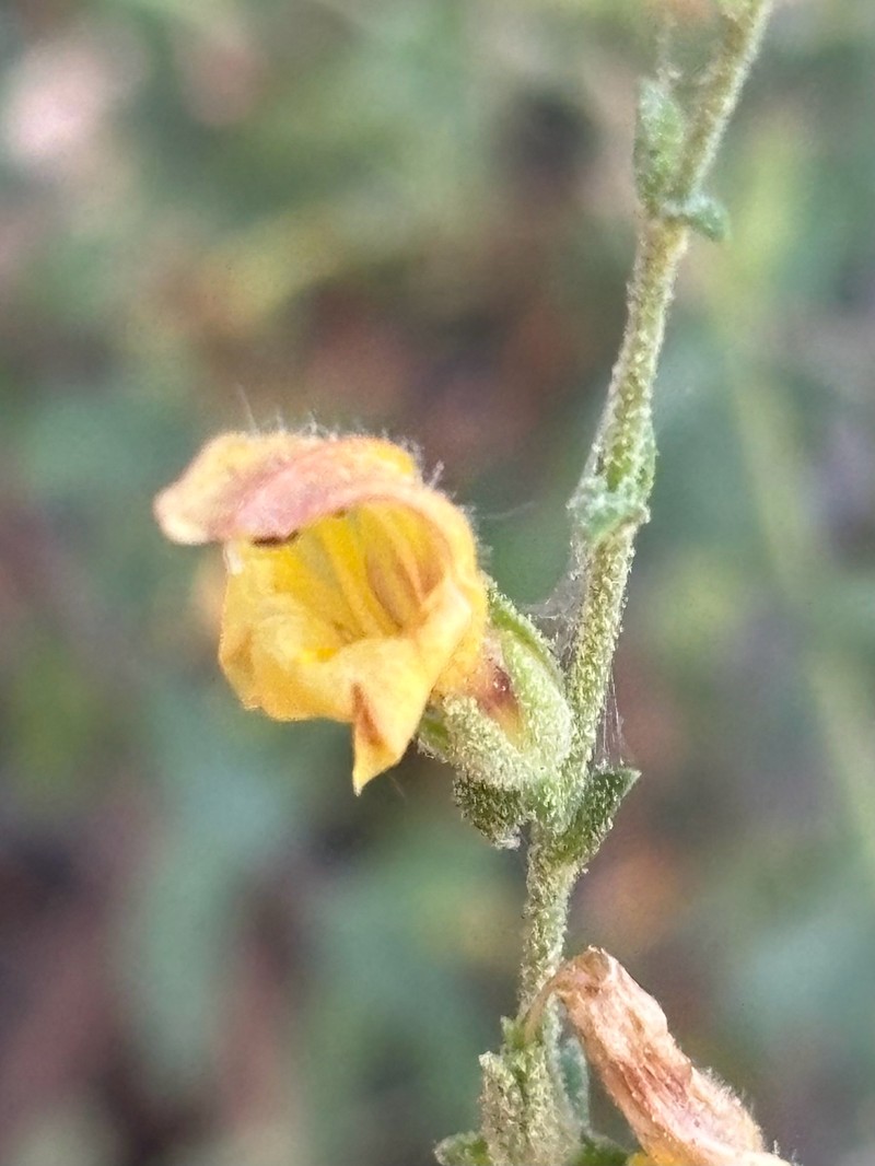 Keckiella rothrockii var. jacintensis photo 4