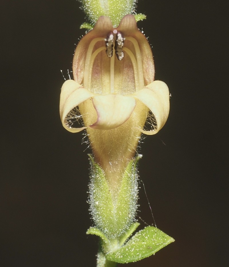 Keckiella rothrockii var. jacintensis photo 5