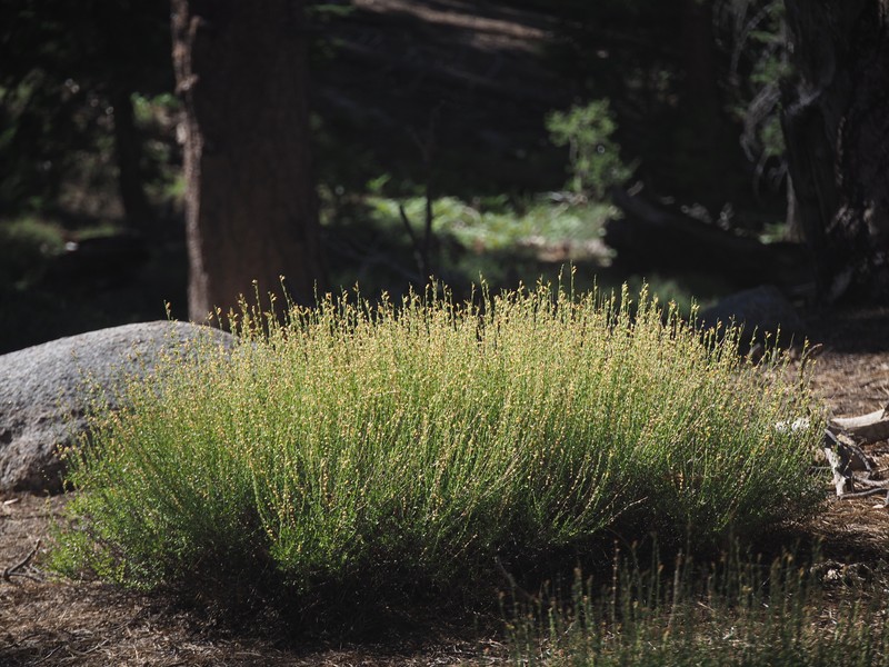 Keckiella rothrockii var. jacintensis photo 6
