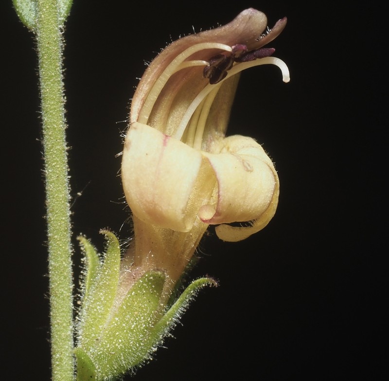 Keckiella rothrockii var. jacintensis photo 7