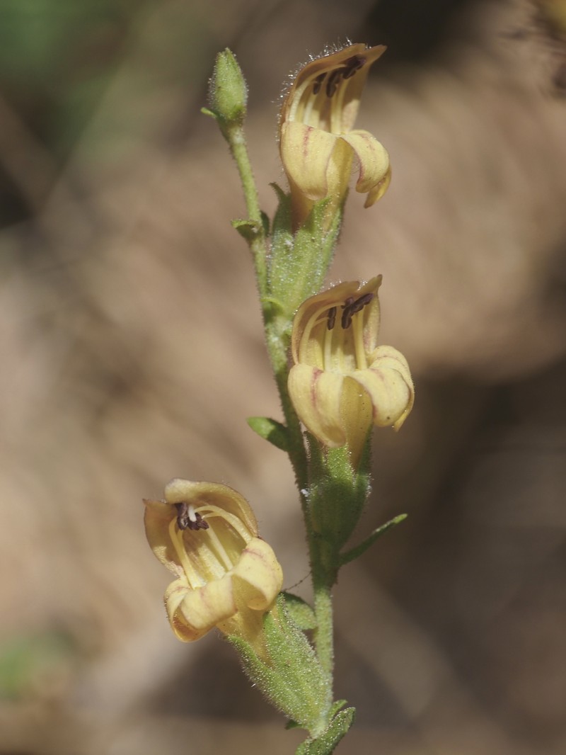 Keckiella rothrockii var. jacintensis photo 8