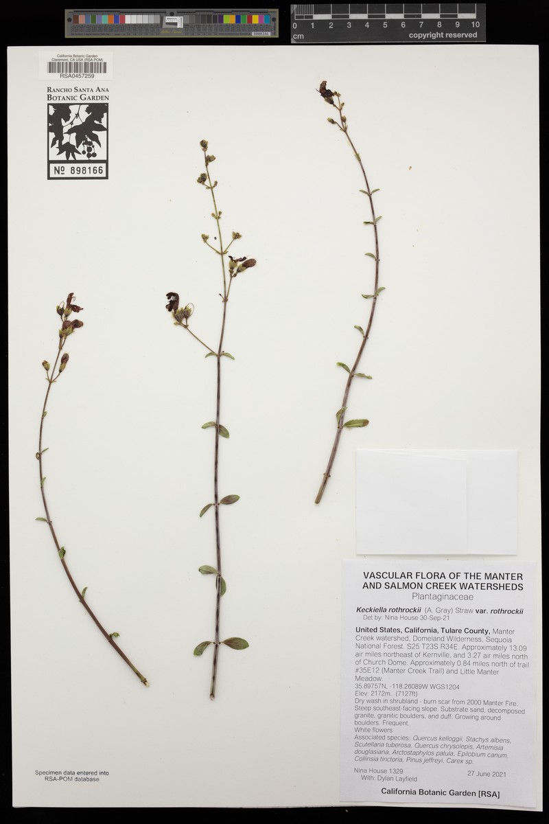 Keckiella rothrockii var. rothrockii photo 3