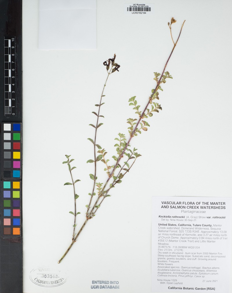 Keckiella rothrockii var. rothrockii photo 4