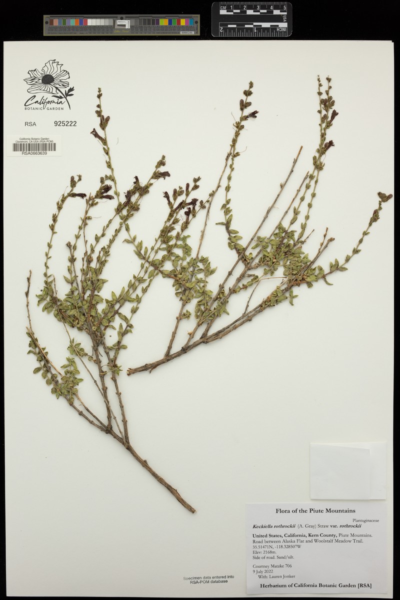 Keckiella rothrockii var. rothrockii