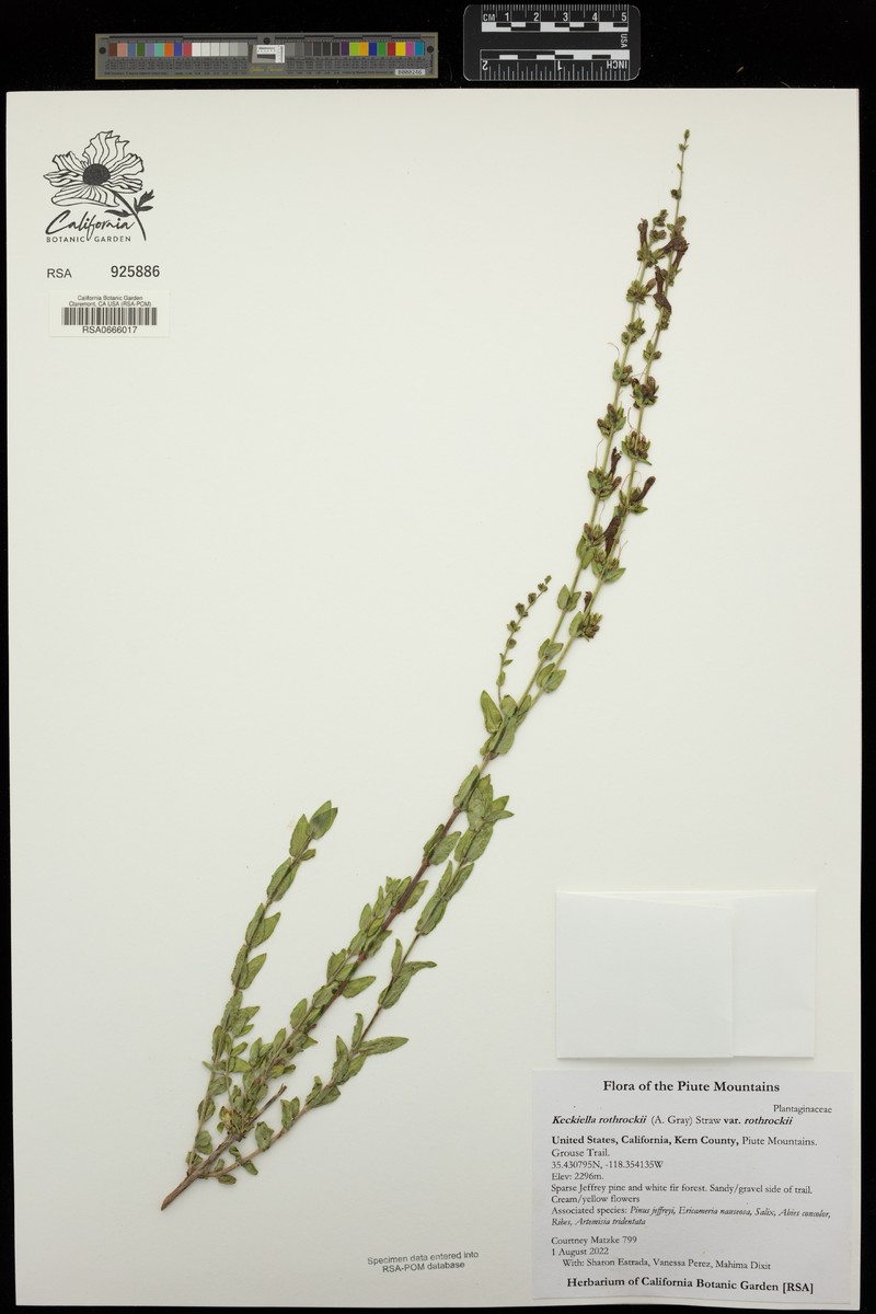 Keckiella rothrockii var. rothrockii photo 2