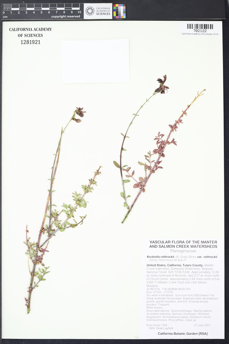 Keckiella rothrockii var. rothrockii photo 3