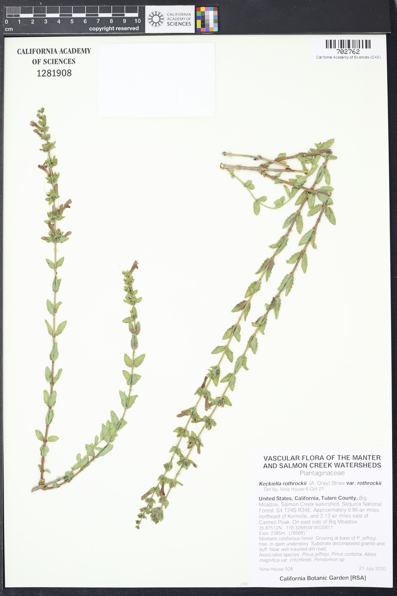 Keckiella rothrockii var. rothrockii photo 4