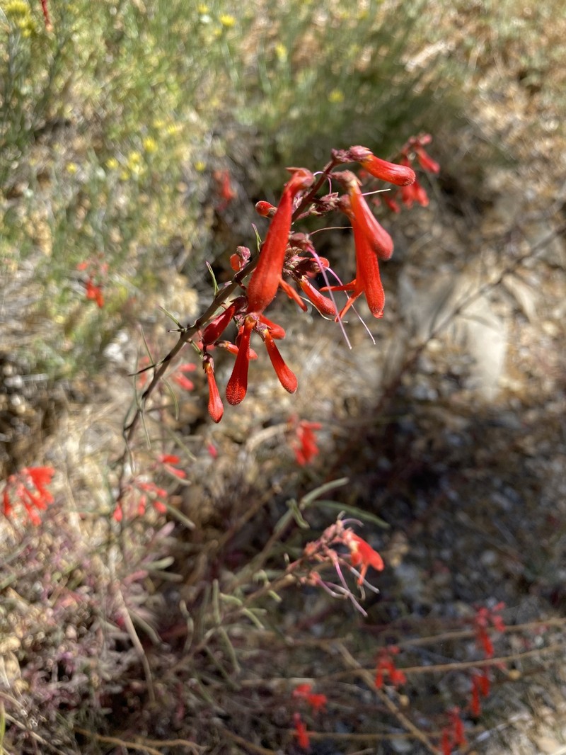 Keckiella ternata var. septentrionalis