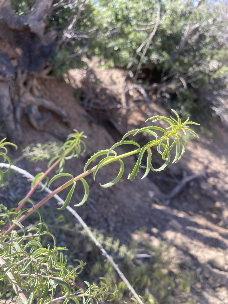 Keckiella ternata var. septentrionalis photo 2
