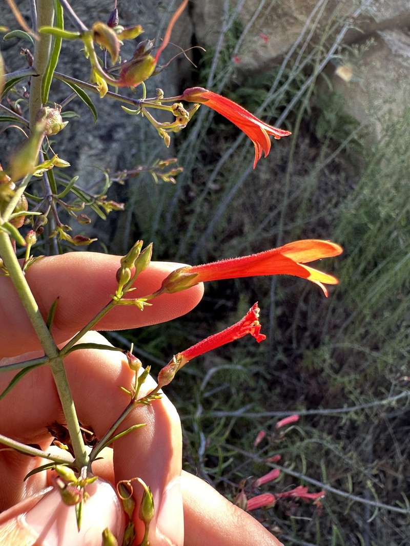Keckiella ternata var. septentrionalis photo 3