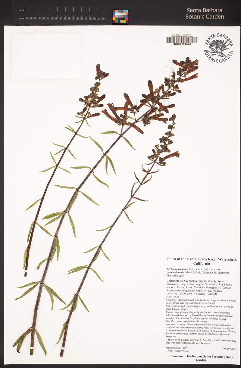 Keckiella ternata var. septentrionalis photo 4