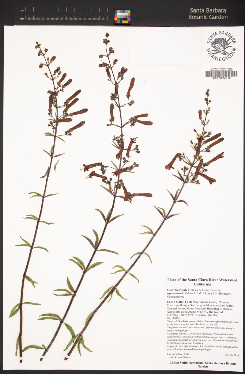 Keckiella ternata var. septentrionalis photo 5