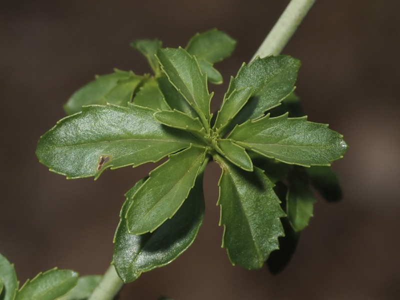 Keckiella ternata var. ternata
