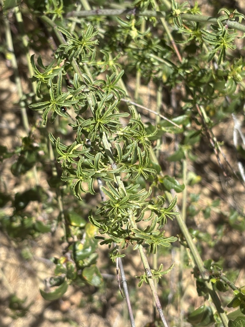 Keckiella ternata var. ternata photo 2