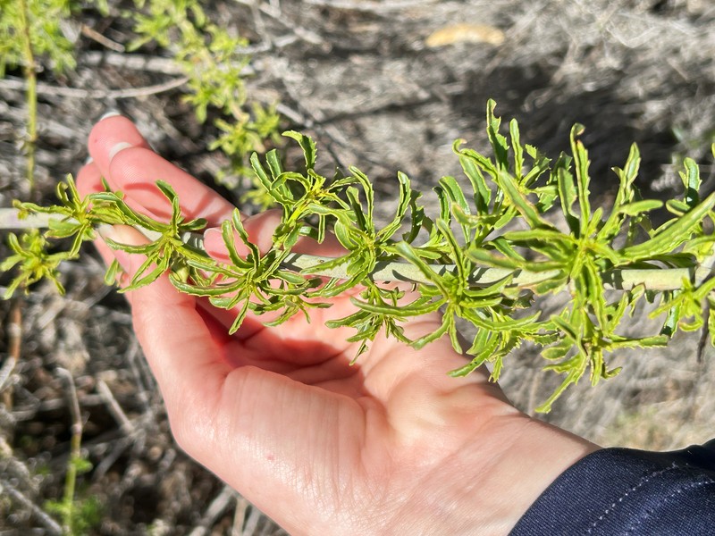 Keckiella ternata var. ternata photo 3