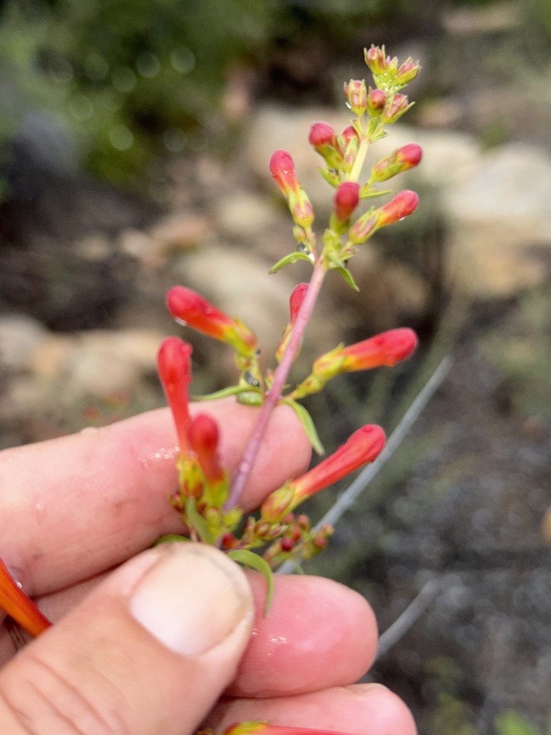 Keckiella ternata var. ternata photo 4