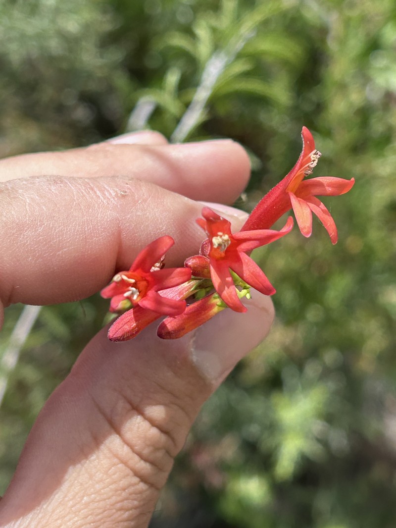 Keckiella ternata var. ternata photo 5
