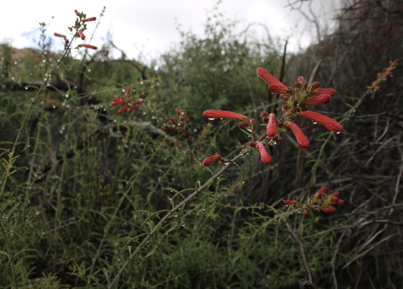 Keckiella ternata var. ternata photo 6