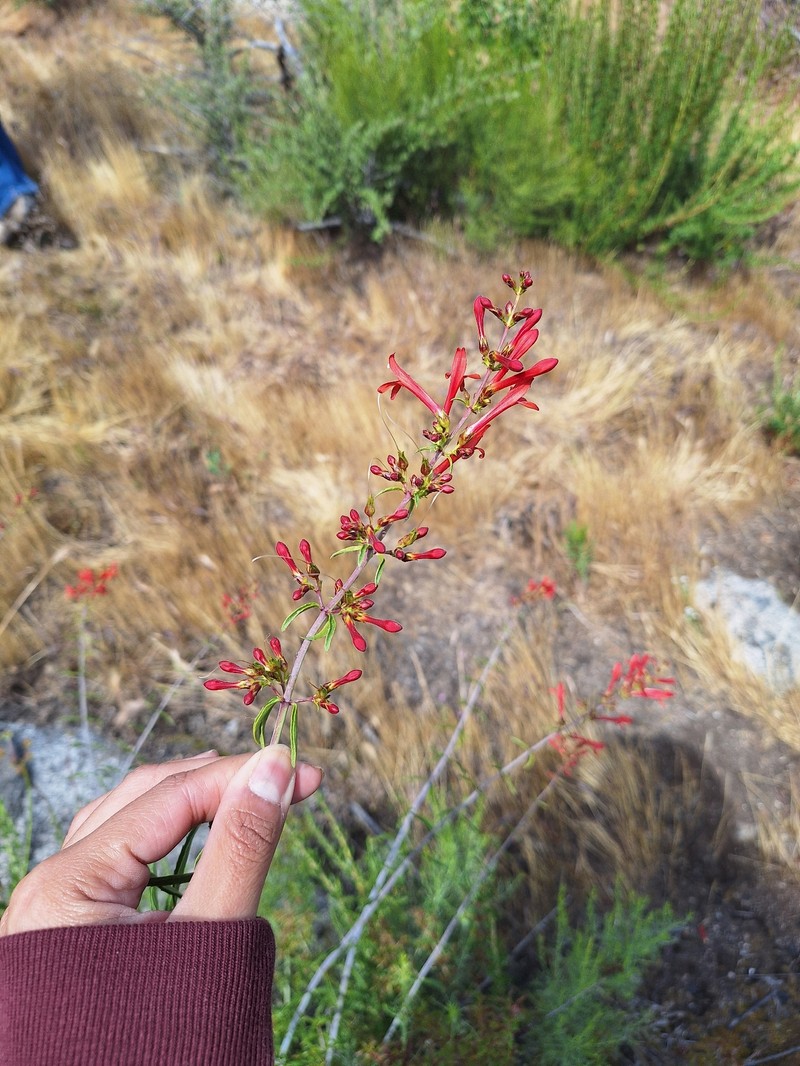 Keckiella ternata var. ternata photo 7