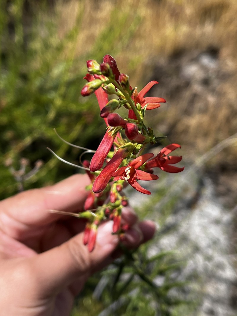 Keckiella ternata var. ternata photo 8