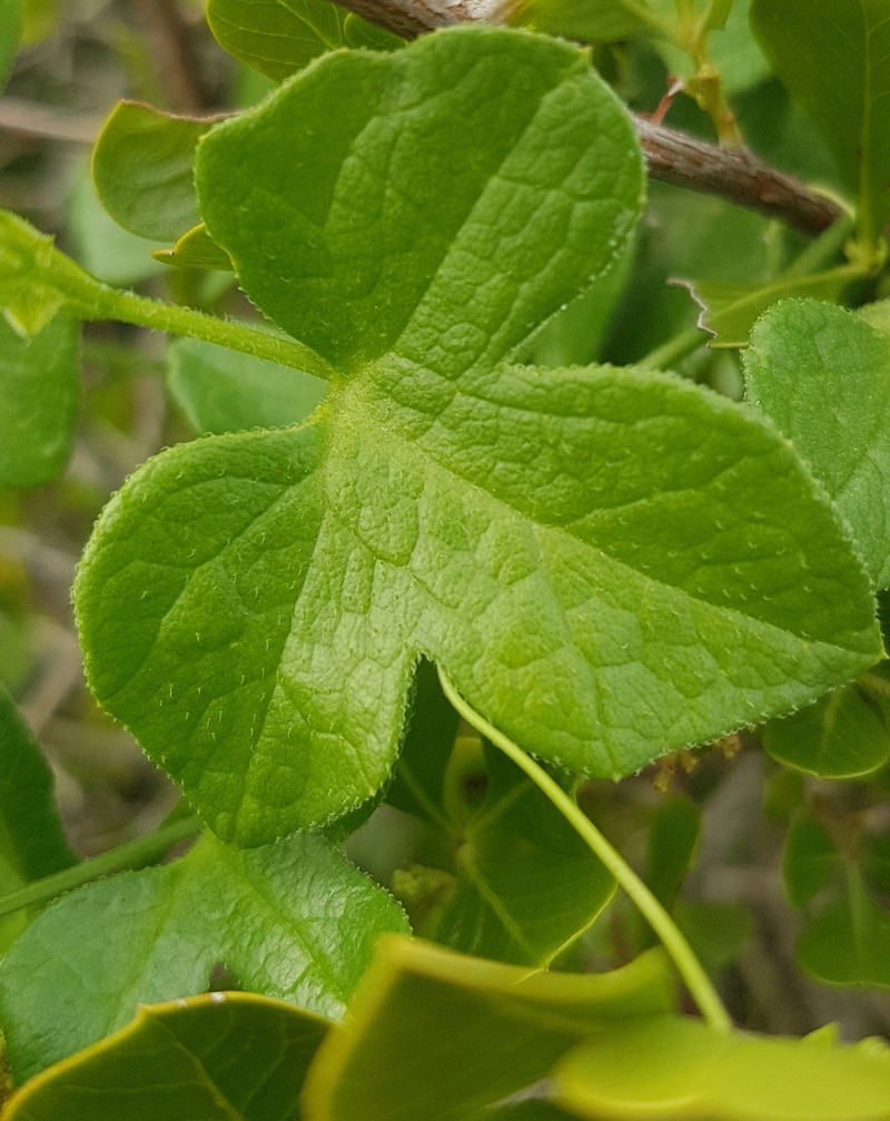 Kedrostis nana var. nana