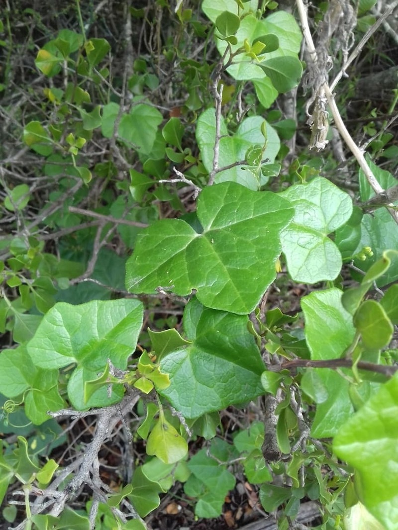 Kedrostis nana var. nana photo 2