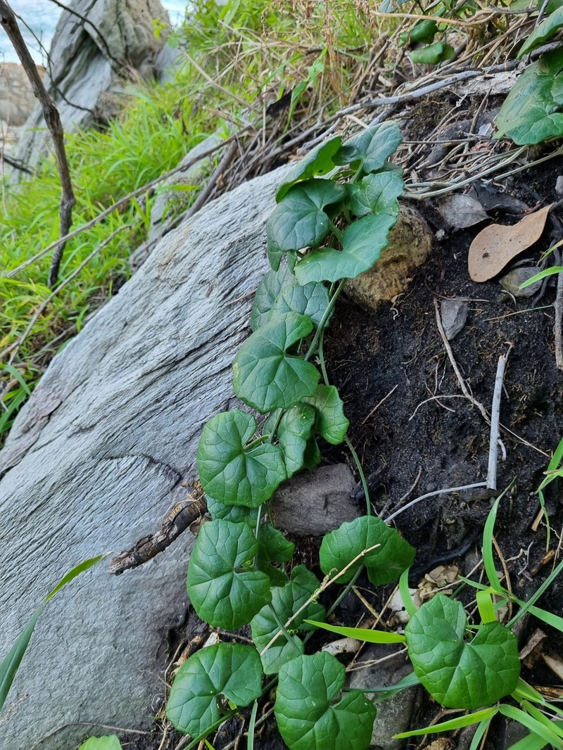 Kedrostis nana var. nana photo 3