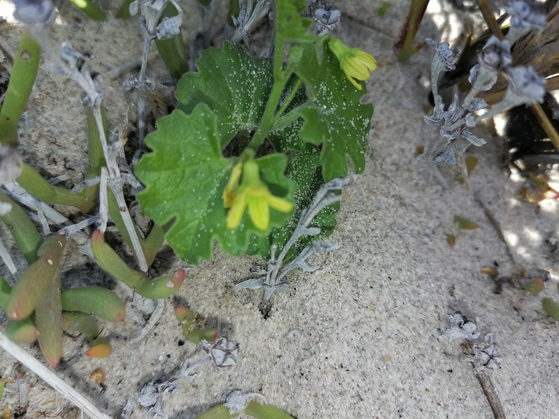 Kedrostis nana var. nana photo 4