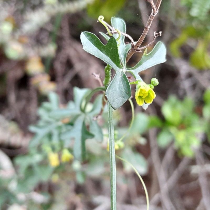 Kedrostis nana var. zeyheri