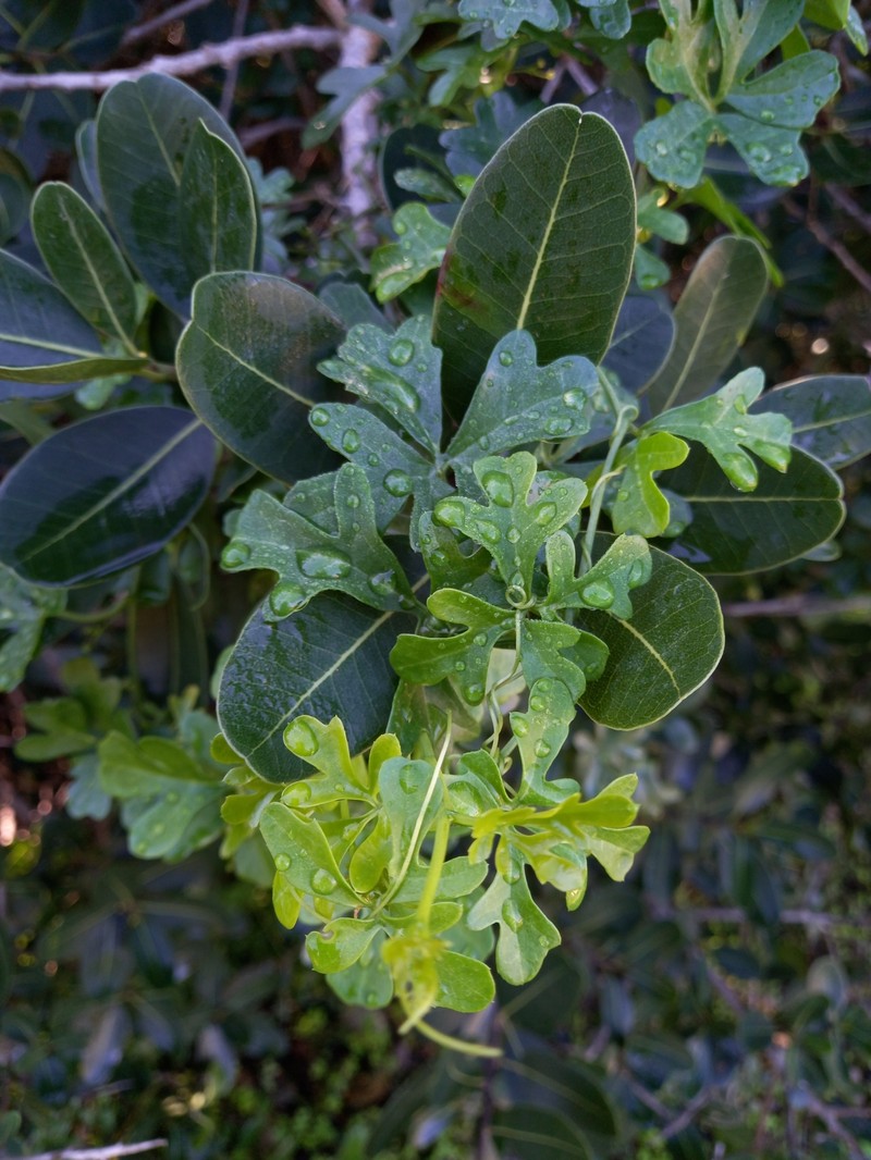 Kedrostis nana var. zeyheri photo 2