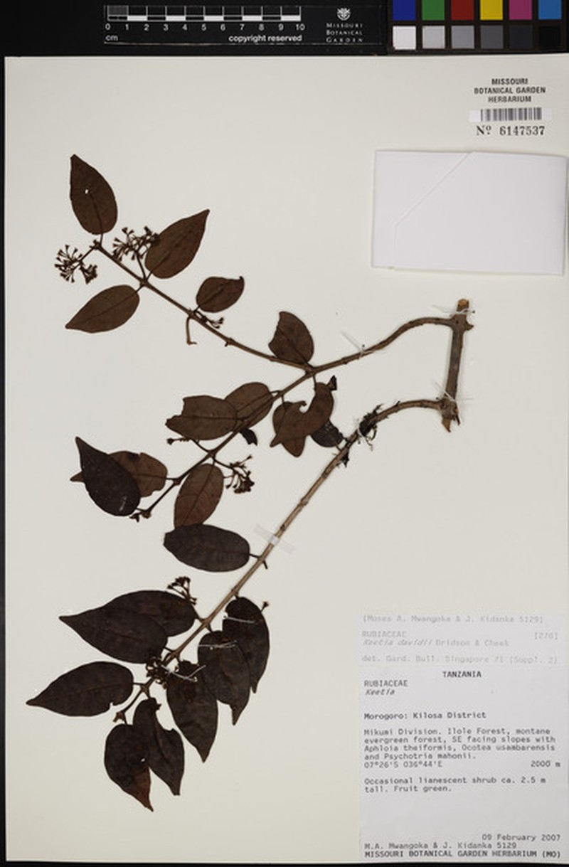 Keetia davidii