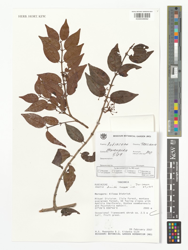 Keetia davidii photo 2