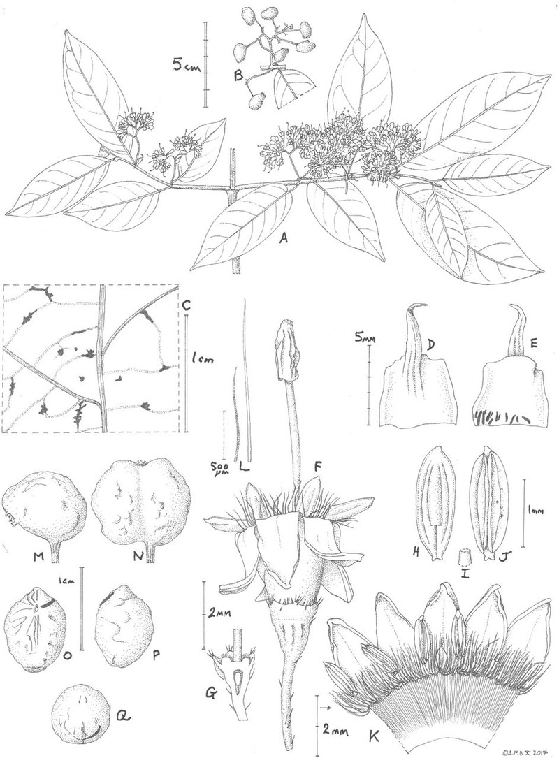 Keetia nodulosa