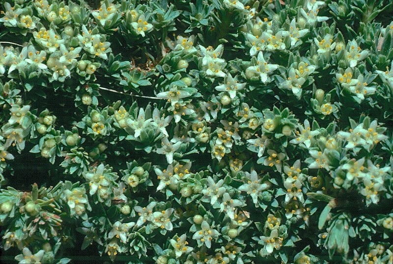 Kelleria bogongensis photo 2