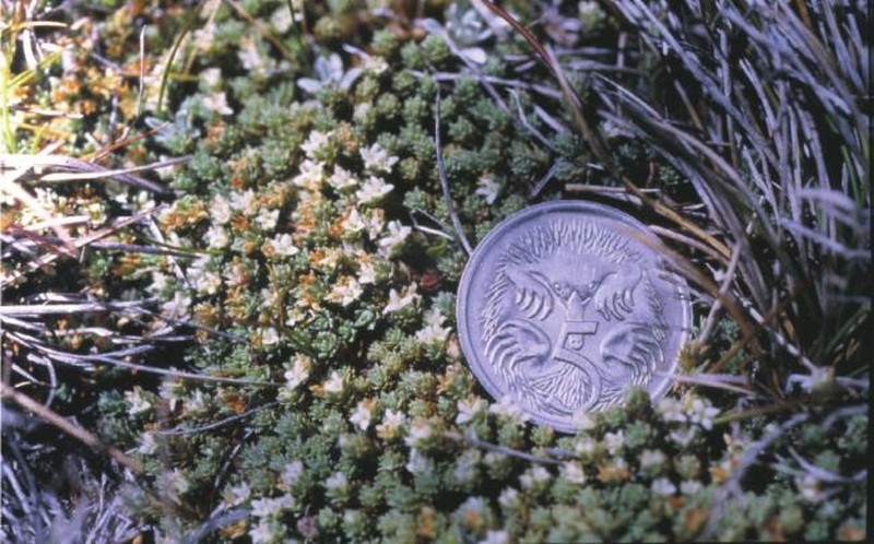 Kelleria bogongensis photo 3