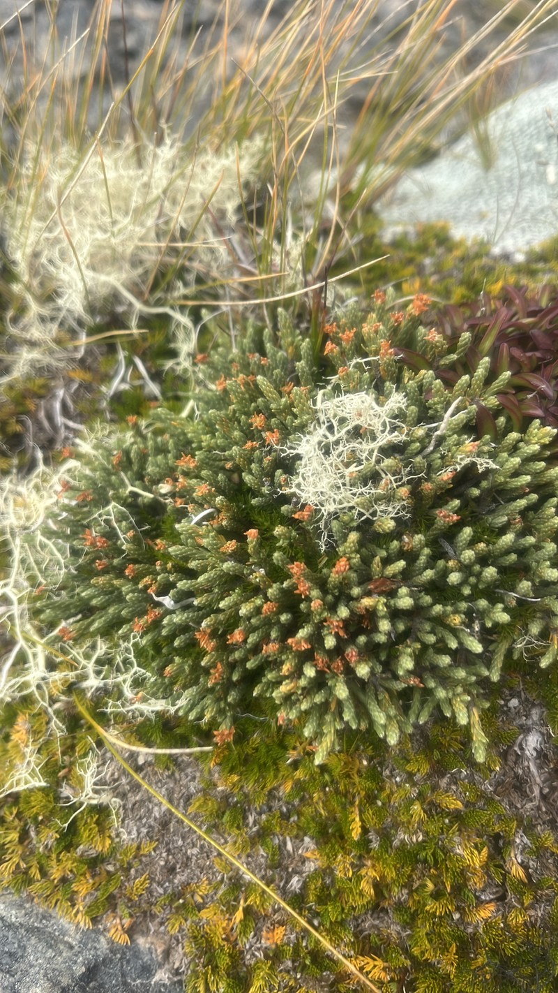 Kelleria villosa var. villosa