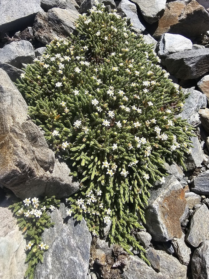 Kelleria villosa var. villosa photo 2