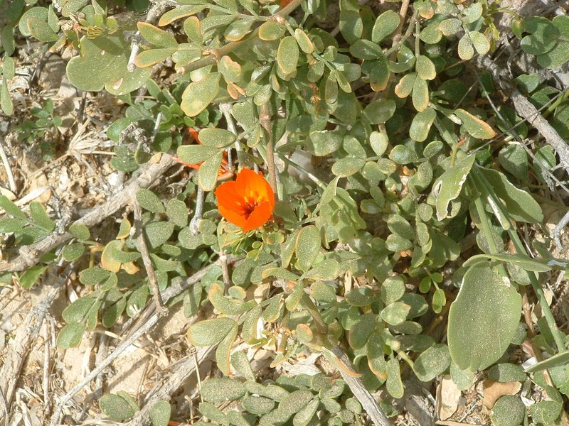 Kelleronia revoilii