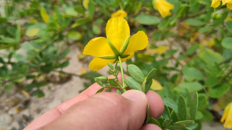 Kelleronia revoilii photo 2