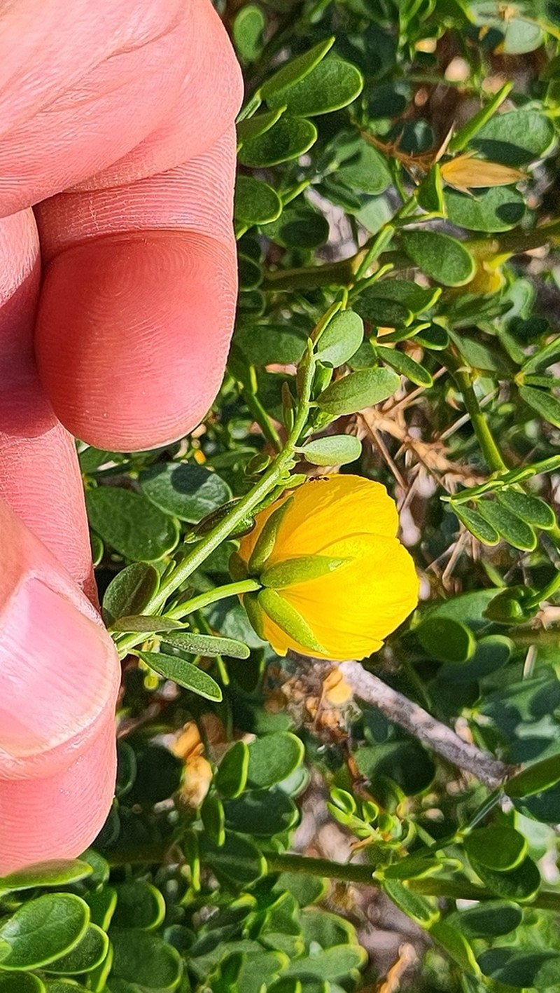 Kelleronia revoilii photo 3
