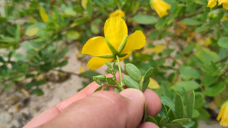 Kelleronia revoilii photo 5