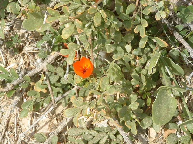 Kelleronia revoilii photo 7